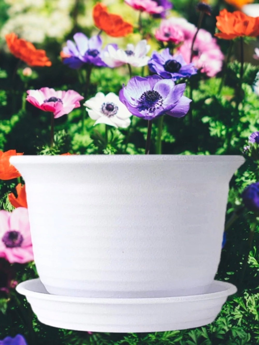 6” White Round Plastic Plant Pot Saucer Drainage Tray – Indoor & Outdoor Planter